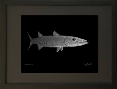 Barracuda 1. 9x12 Framed Photography. - Limited Edition of 30 thumb