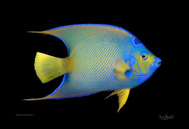 QUEEN ANGELFISH 1. 13 x 19 in. Limited Edition 1 of 30 thumb