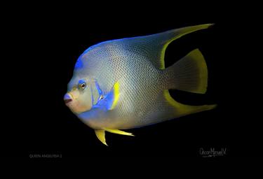 QUEEN ANGELFISH 2.13 x 19 in. Limited Edition 1 of 30 thumb