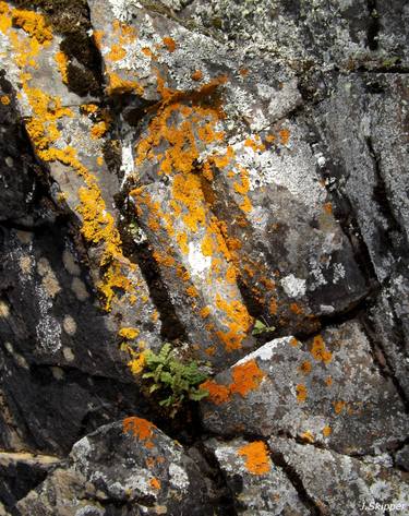 Moss Rocks thumb