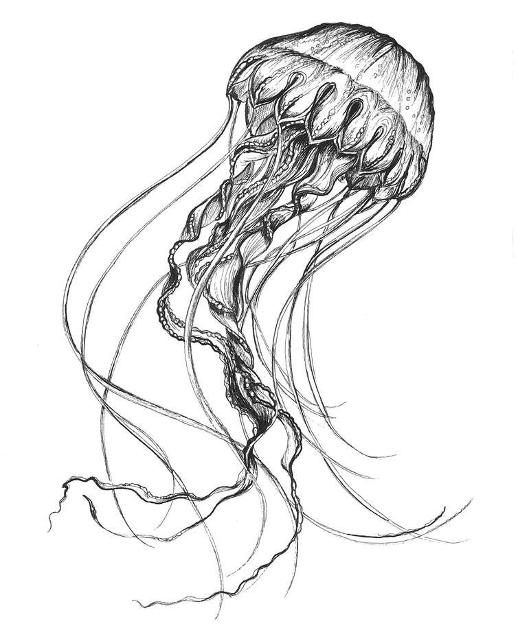 cool jellyfish drawings