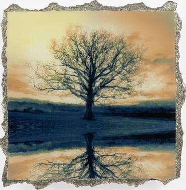 Original Tree Photography by Mark Welland