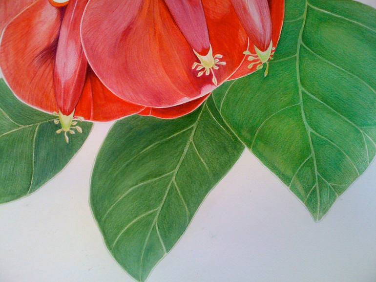 Original Realism Botanic Painting by Sally Arnold