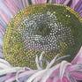 Gerbera jamesonii - detail