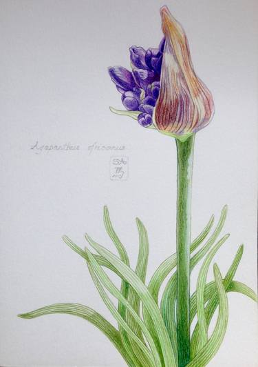 Original Realism Botanic Drawings by Sally Arnold