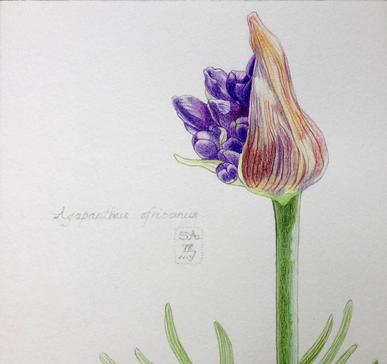 Original Realism Botanic Drawing by Sally Arnold