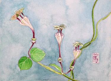 Original Realism Botanic Paintings by Sally Arnold