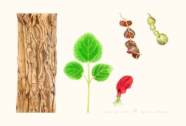 Original Botanic Drawings by Sally Arnold