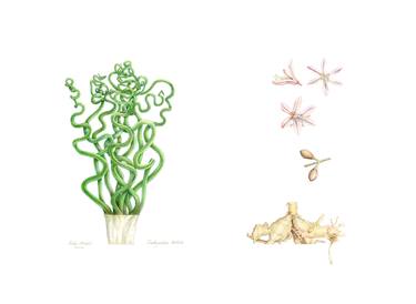 Print of Realism Botanic Drawings by Sally Arnold