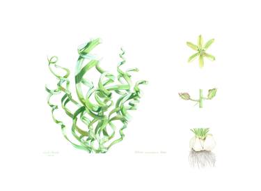 Print of Fine Art Botanic Drawings by Sally Arnold