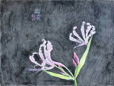 Original Floral Drawings by Sally Arnold