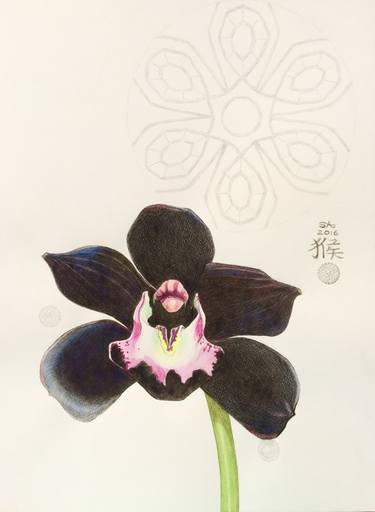 Orchid 'Cymbidium Kiwi Midnight' thumb