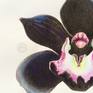 Detail of Cymbidium Orchid