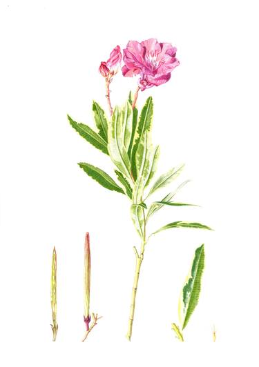 Original Botanic Drawings by Sally Arnold