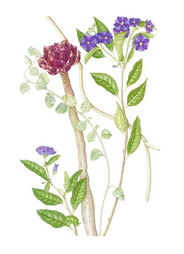 Original Realism Botanic Drawings by Sally Arnold