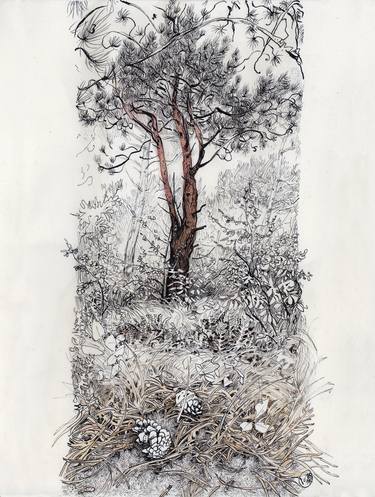 Original Illustration Nature Drawings by Thomas Schmall