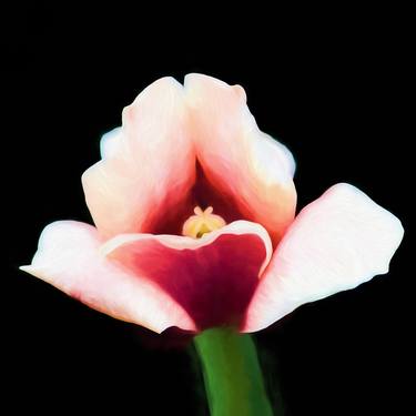 Inkera: Tulip #3 - Limited Edition 1 of 10 thumb
