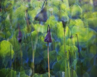 Print of Conceptual Garden Photography by RYN CLARKE