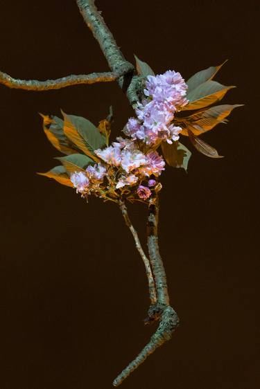 Original Figurative Floral Photography by Richard Burniston