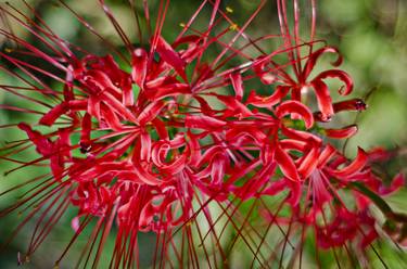 Original Art Deco Floral Photography by Tracy Wente