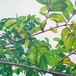 Psidium guajava by agus Sumiantara