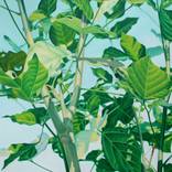 erythrina variegata ( herbalife series ) by agus Sumiantara