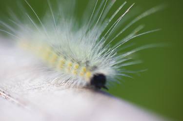 Fuzzy Inch Caterpillar Macro Glow  thumb