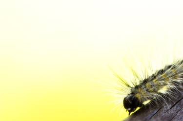 Fuzzy Inch Caterpillar Macro Photography  thumb