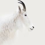 Mountain Goat | White Series Photograph 33 x 43 by Nick Clements