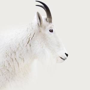 Mountain Goat | White Series Photograph 33 x 43