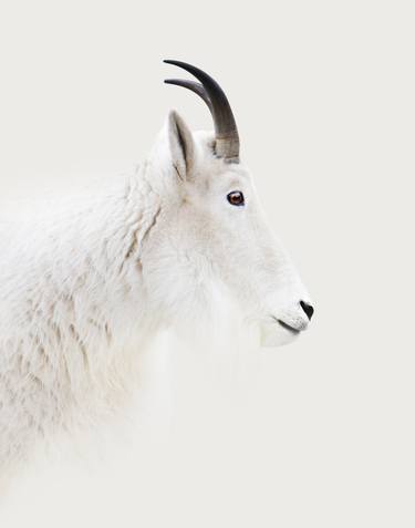 Mountain Goat | White Series Photograph 33 x 43 thumb