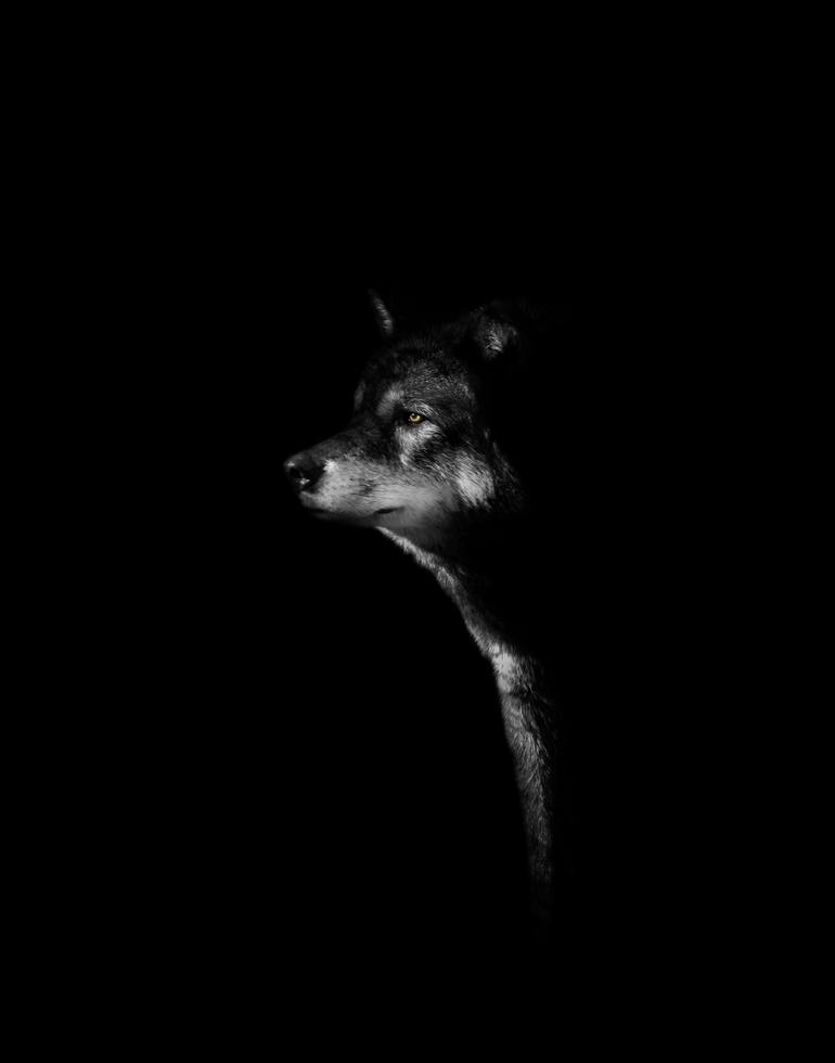 Grey Wolf | Darkness Series - Edition 15/100 Photography by Nick ...