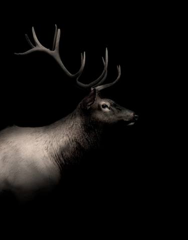 Saatchi Art Artist Nick Clements; Photography, “Bull Elk | Darkness Series - Limited Edition 6 of 100” #art