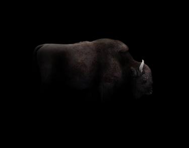 Bison | Darkness Series thumb