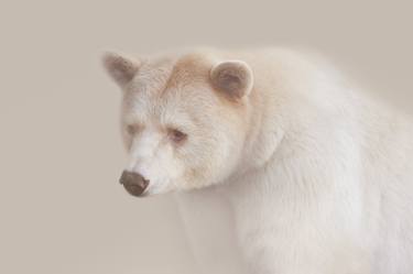 Clover Kermode Spirit Bear | Lightness Series thumb