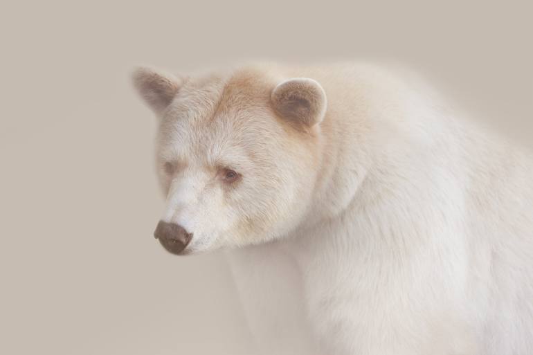 Animal Facts: Kermode (spirit) bear