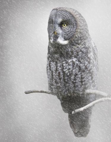 Snowy Owl | Lightness Series thumb