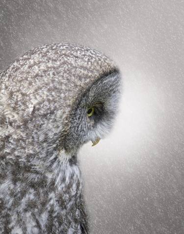 Owlie | Lightness Series thumb