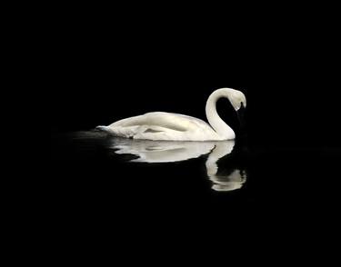 Trumpeter Swan | Darkness Series thumb