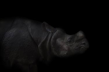 Greater one-horned Rhinoceros | Darkness Series thumb