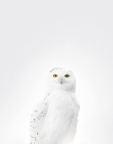 Snowy Owl | Lightness Series thumb