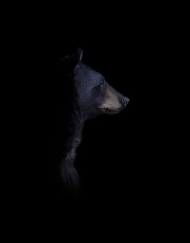 Black Bear | Darkness Series | Canvas Edition - Limited Edition 3 of 10 thumb