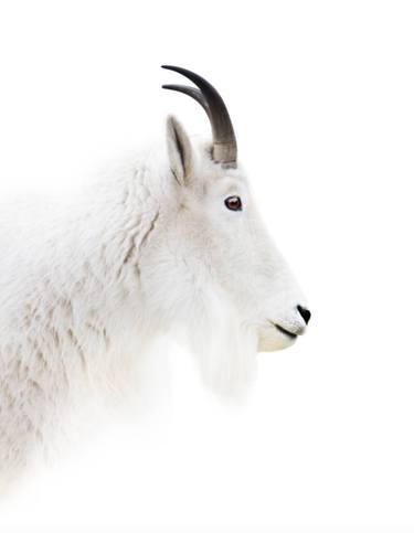 Mountain Goat | White Series | Canvas Edition - Limited Edition 4 of 10 thumb