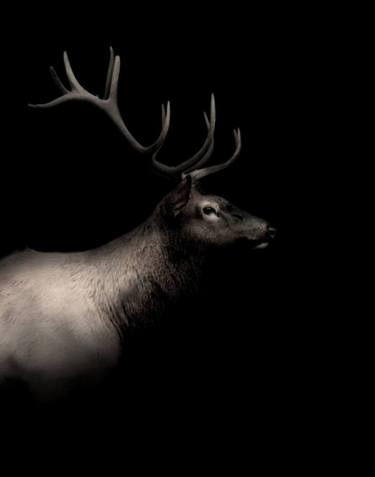 Bull Elk | Darkness Series | Canvas Edition - Limited Edition 3 of 10 thumb