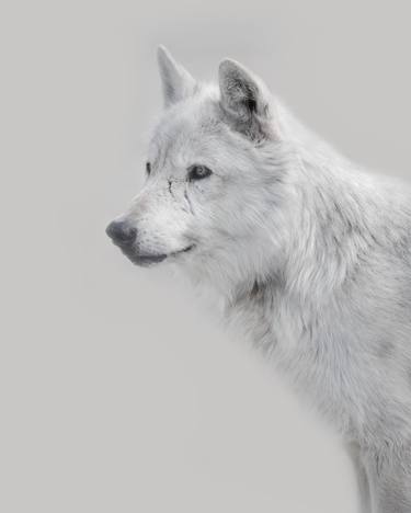 Alpha Timber Wolf | Lightness Series - Limited Edition 2 of 100 thumb