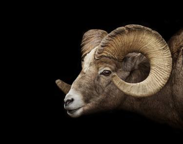 Original Modern Animal Photography by Nick Clements