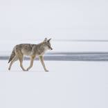 Northern Coyote - Limited Edition of 100 by Nick Clements