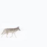 Coyote | Snowstorm - Limited Edition of 100 by Nick Clements