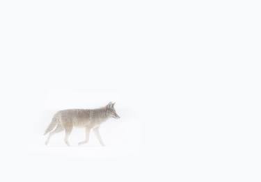 Coyote | Snowstorm - Limited Edition of 100 thumb
