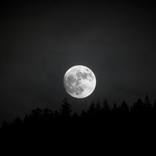 Forest Moon - Limited Edition of 100 by Nick Clements